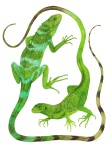 Brachylophus gau