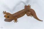 Gehyra mutilata