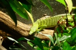 Varanus reisingeri
