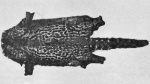 Genetta poensis