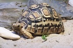Stigmochelys