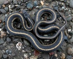 Thamnophis gigas
