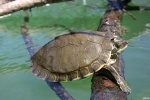 Graptemys pearlensis