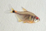 Hemigrammus