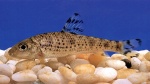 Hemibarbus mylodon