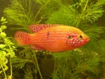 Hemichromis lifalili