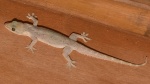 Hemidactylus stejnegeri