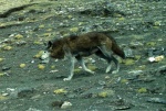 Canis lupus chanco