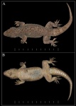 Hemidactylus easai