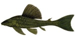 Hypostomus commersoni