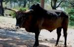 Bos primigenius namadicus