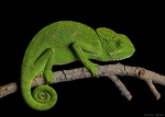 Chamaeleo zeylanicus