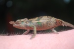 Kinyongia boehmei