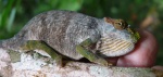 Kinyongia magomberae
