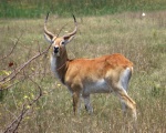 Личи (млекопитающее)