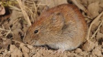 Myodes regulus