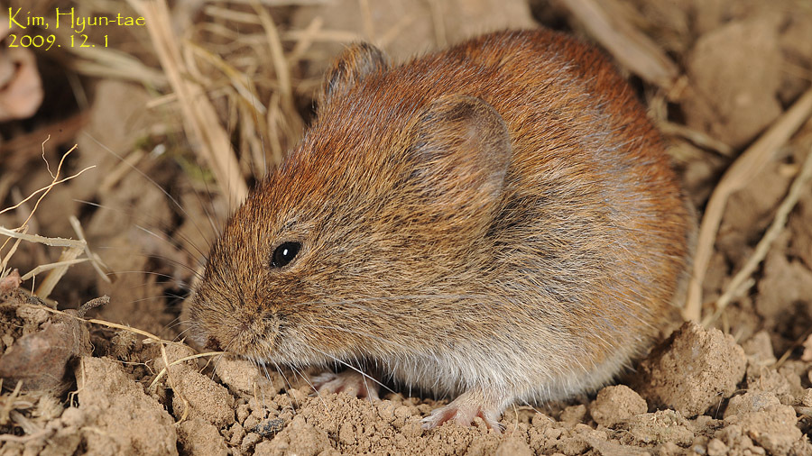 Myodes regulus