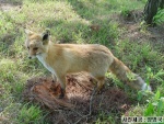 Vulpes vulpes peculiosa