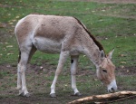 Equus hemionus kulan