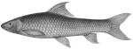 Labeo victorianus