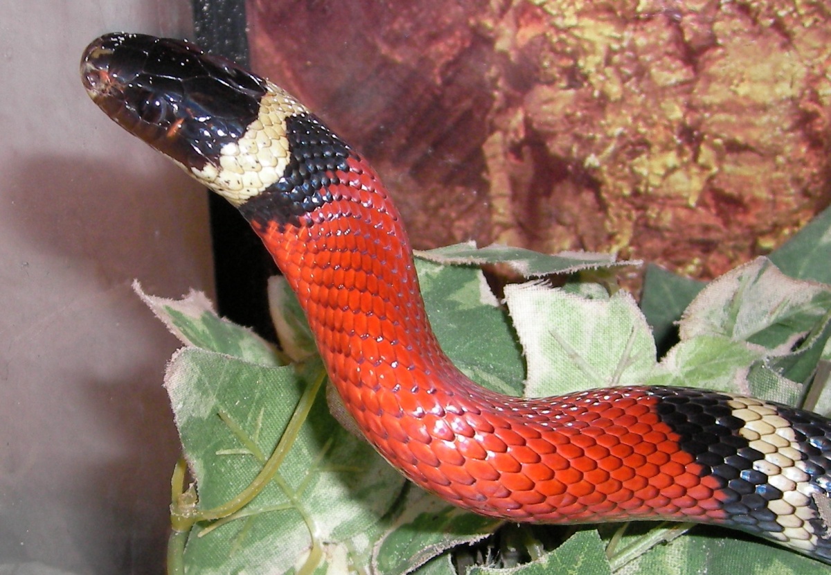 Lampropeltis polyzona