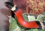 Lampropeltis polyzona