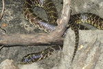 Lampropeltis splendida