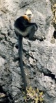 Trachypithecus poliocephalus