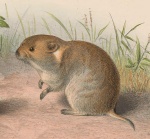Lasiopodomys fuscus