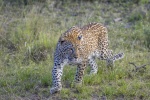 Африканский леопард