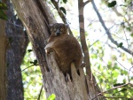 Lepilemur hubbardorum