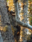 Lepilemur petteri