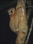 Lepilemur randrianasoloi