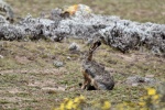 Lepus starcki