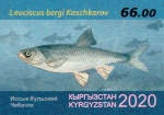 Иссык-кульский чебачок