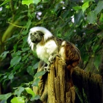 Эдипов тамарин