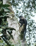 Lophocebus johnstoni