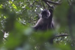 Lophocebus osmani