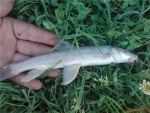 Luciobarbus mursa