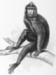 Macaca nigrescens