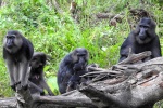 Macaca ochreata