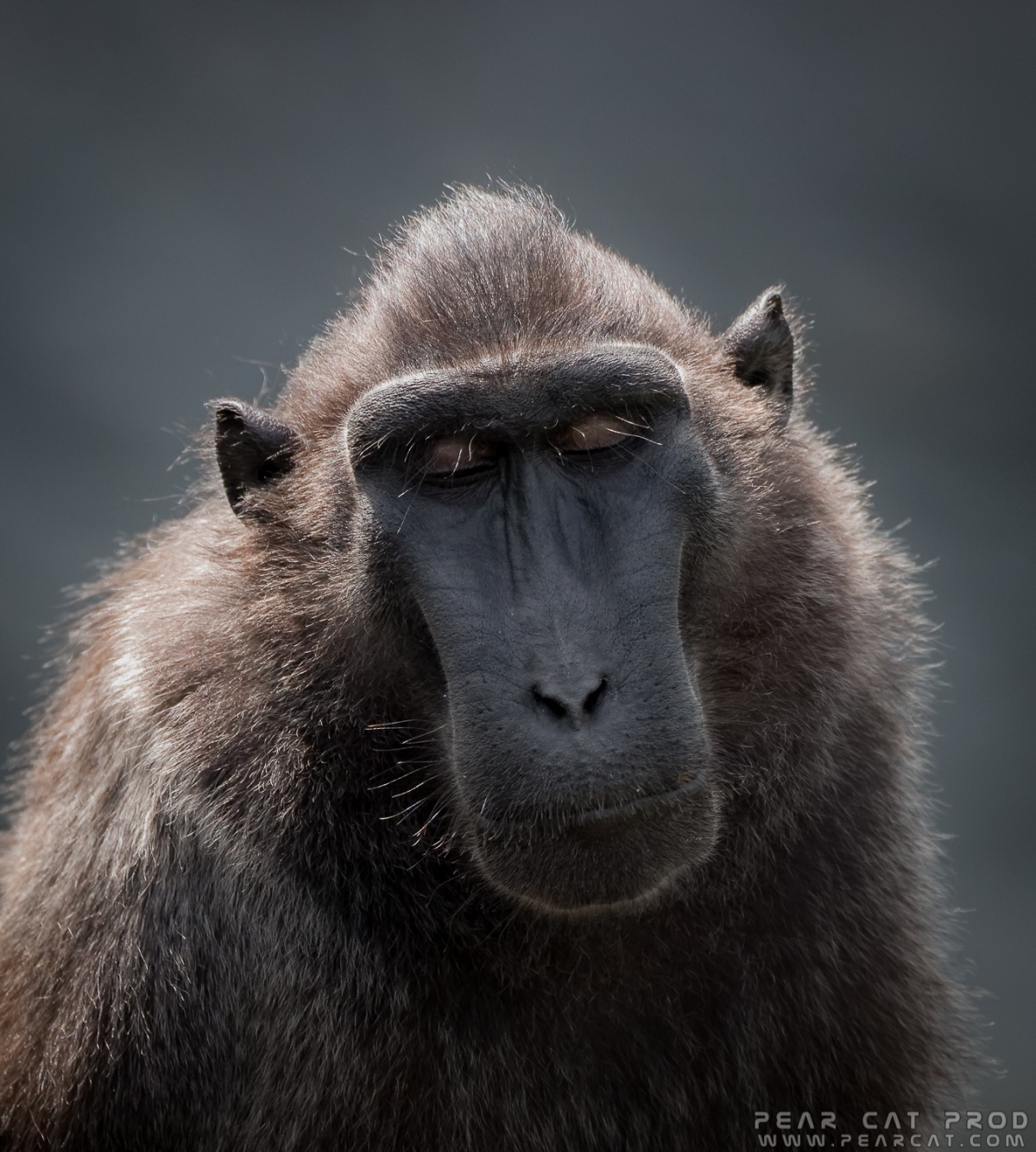 Macaca hecki