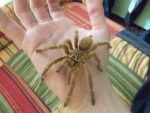 Pterinochilus