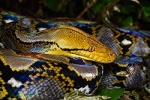 Malayopython