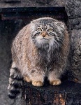 Манул