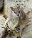 Petrogale mareeba