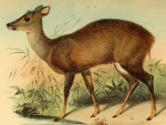 Mazama nemorivaga