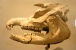 Tapirus augustus