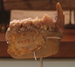 Mesopithecus monspessulanus