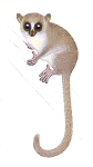 Microcebus jonahi